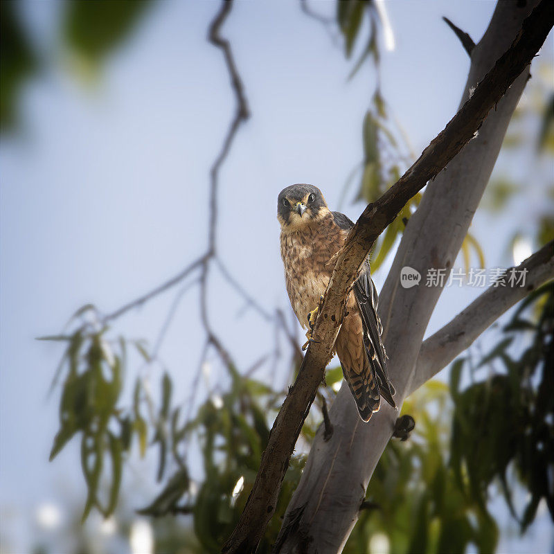 澳大利亚业余猎鹰(Falco longipennis)